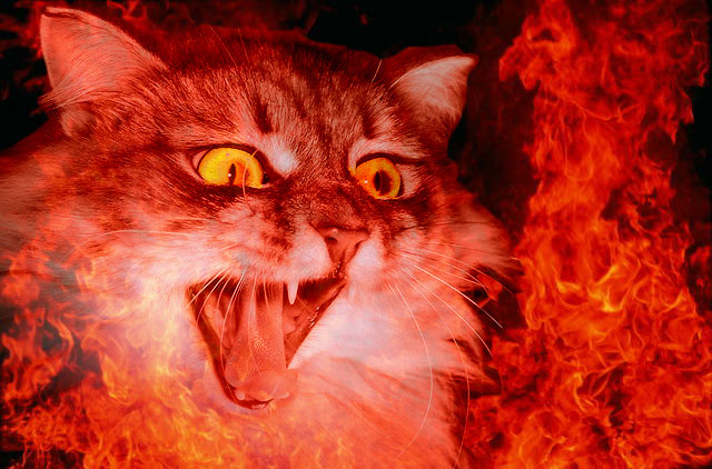 cat_in_the_fire.jpg